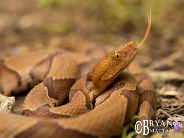 Eastern Copperhead - Wildernessshots Photography