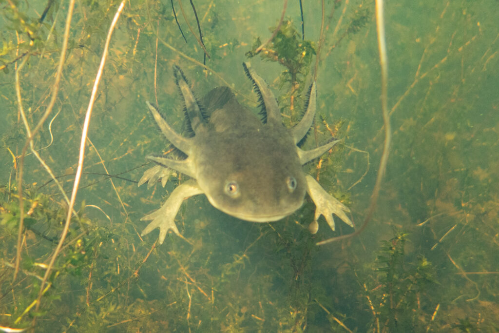 Rare find: Neotenic Western Tiger Salamanders in Colorado