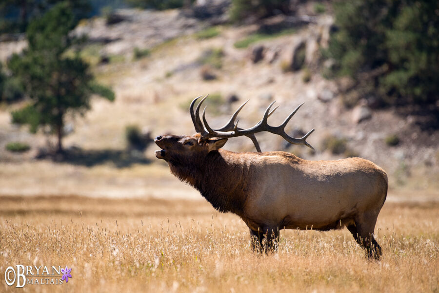 Bull Elk Bugling, Colorado Nature Photography and Colorado