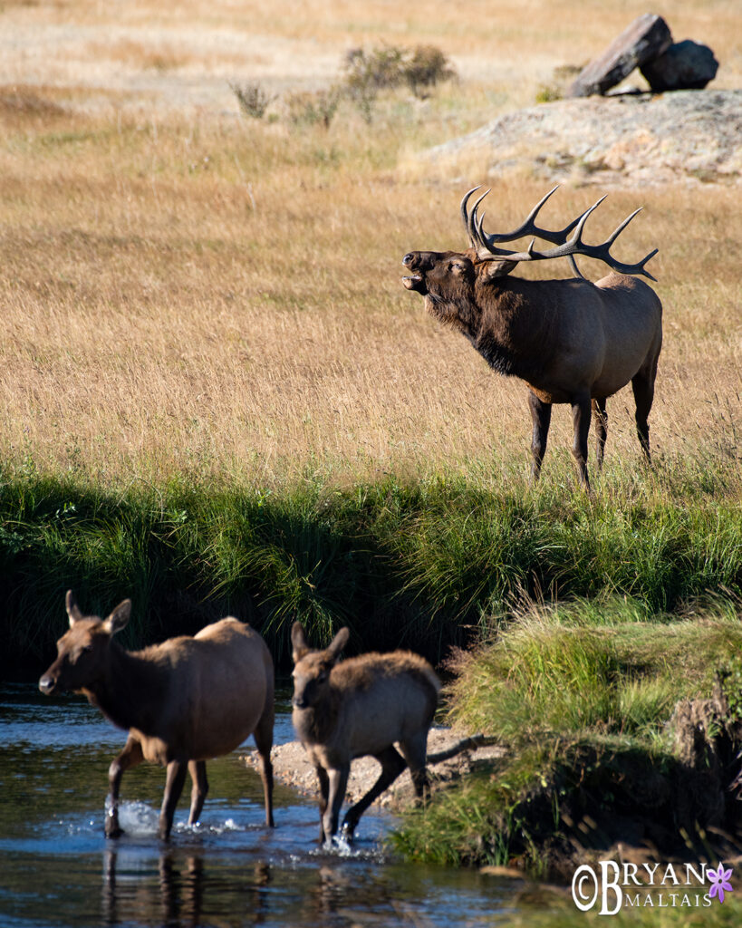 Bull Elk River Bugle - Nature Photography Workshops and Colorado Photo ...