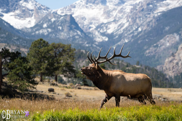 Rocky Mountain Bull Elk - Wildernessshots Photography