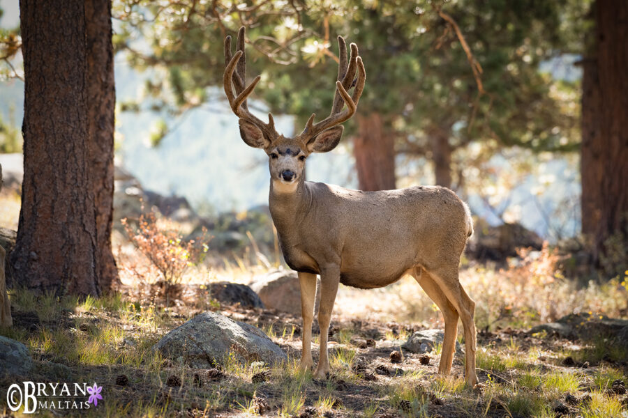 Mule Deer in Velvet - Nature Photography Workshops and Colorado Photo ...