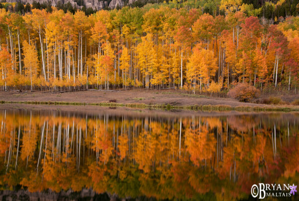 Photography Of Aspens