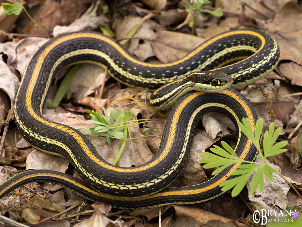 Herping And Nature Walking In Missouri