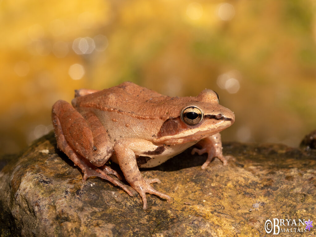 Wood Frog Nature Photography and Colorado Photo Prints