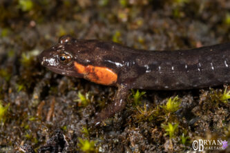 Imitator Salamander