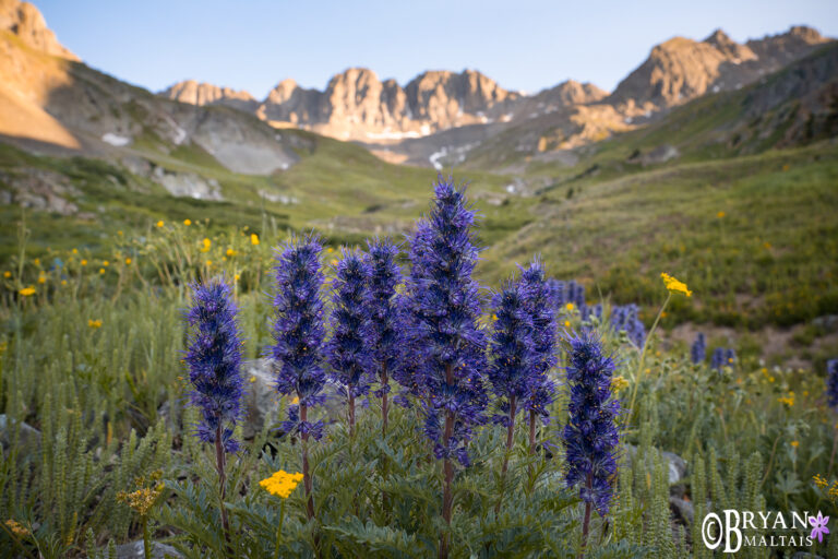 Purple Fringe Wildflowers in American Basin, Colorado