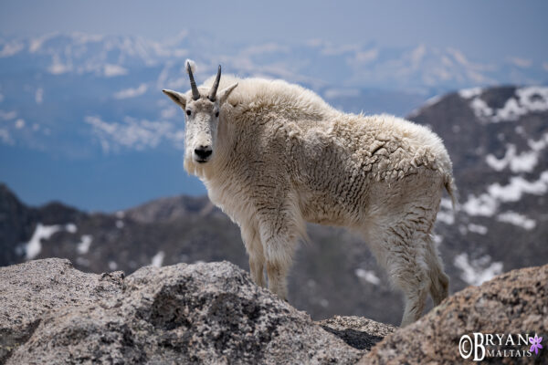 Mountain Goat Billy, Mt. Evans Colorado - Nature Photography Workshops ...