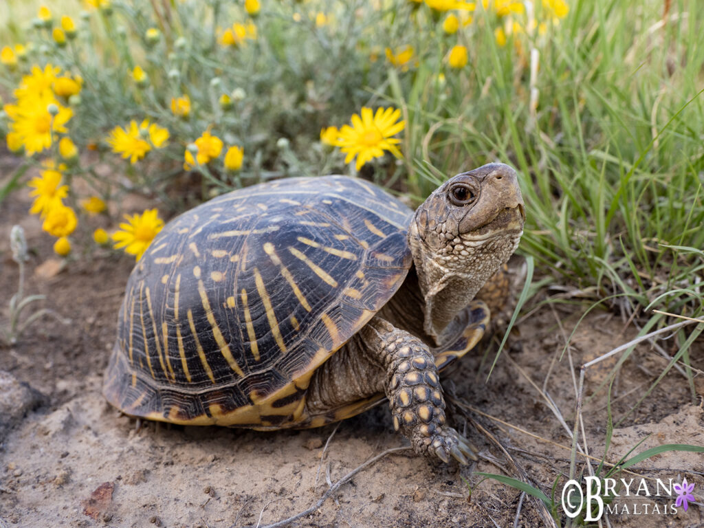 Plains Box Turtle - Nature Photography Workshops and Colorado Photo Prints