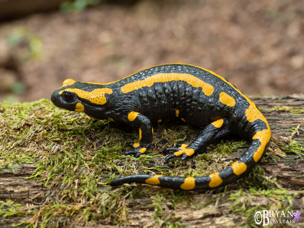 Fire Salamander - Wildernessshots Photography