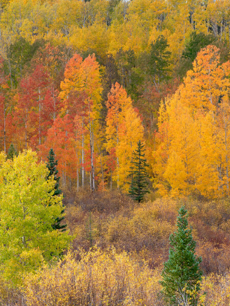 Photography of Aspens