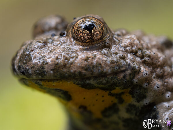 Yellow-bellied Toad Portrait/Gelbbauchunke - Nature Photography ...