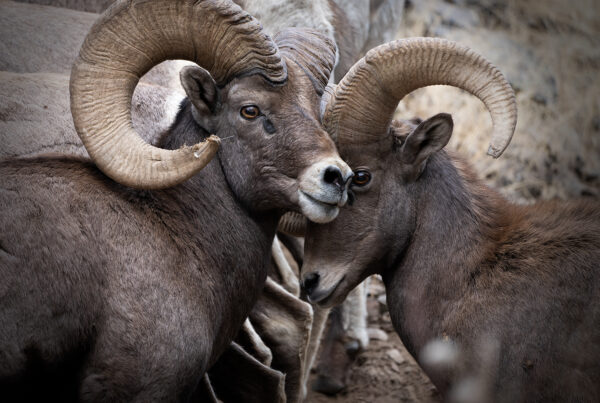 bighorn sheep ram bros colorado wildlife photography