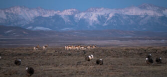 colorado wildlife photography prints