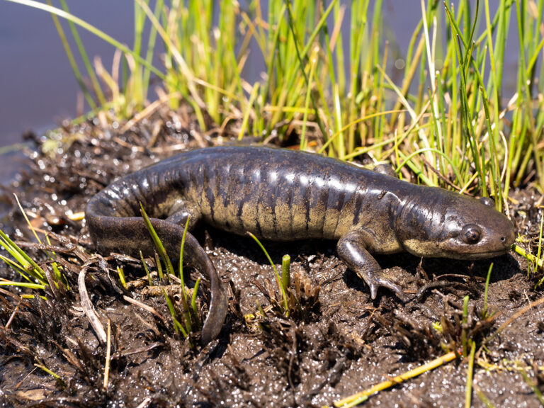 Paedomorphic Tiger Salamanders swarm Colorado Lake