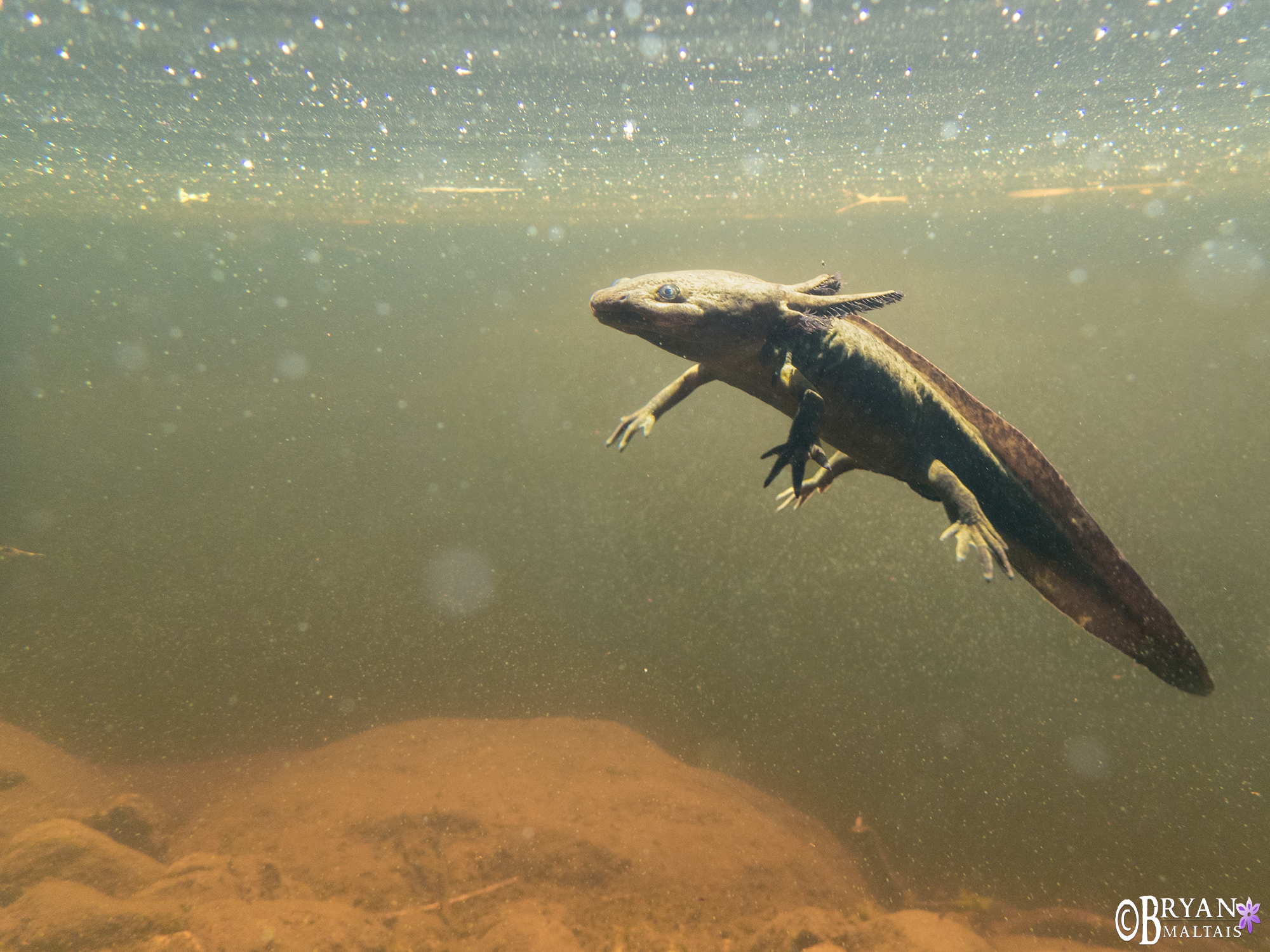 Paedomorphic Tiger Salamanders swarm Colorado Lake