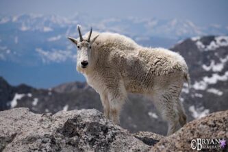 colorado wildlife photography