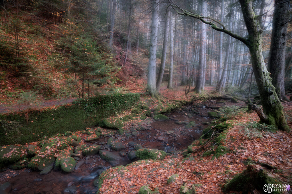 witchers forest black forest germany