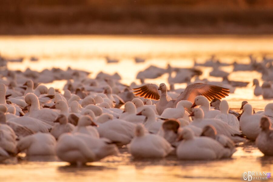 Bosque del Apache Photography Nature Photography