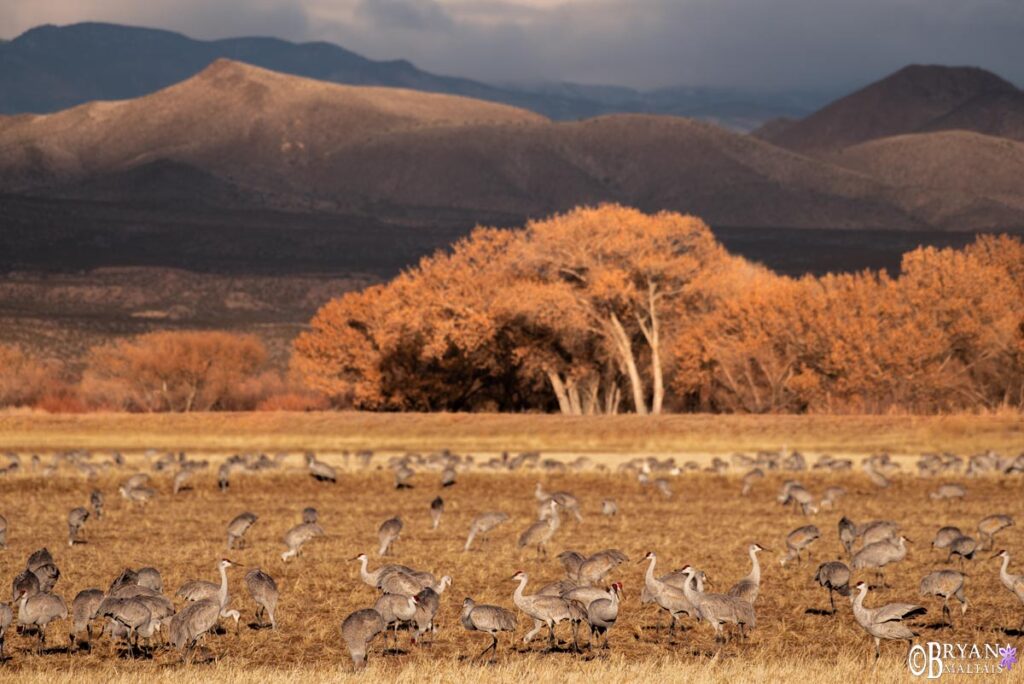 Bosque del Apache Photography 2023 Nature Photography