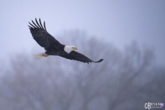 bosque del apache nature photography workshops