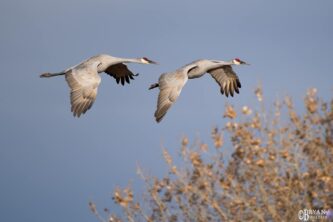 bosque del apache photo workshops