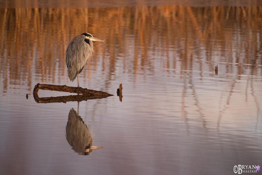 Bosque del Apache Photography Nature Photography