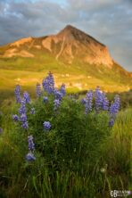 colorado wildflower photography workshop