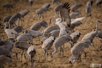 nature photography workshops new mexico