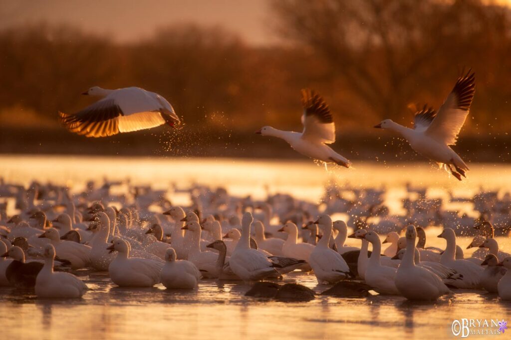 Landscape & Nature Photography Workshops With Bryan Maltais