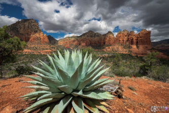 sedoan agave az landscape photo prints