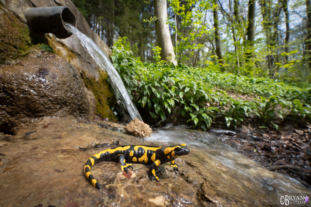 How to shoot Wide Angle Macro Photography