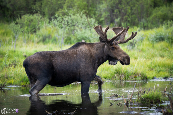 Colorado Rocky Mountain Wildlife Photography-Bryan Maltais