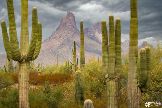 Picacho Peak Saguaro Forest, Tucson, AZ