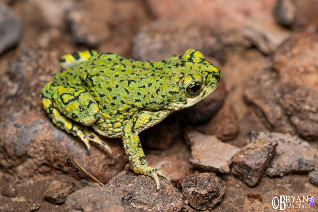 Chihuahuan Green Toad, Sonora Desert, AZ - Wildernessshots Photography