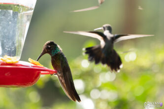 rivolis hummingbird madera canyon