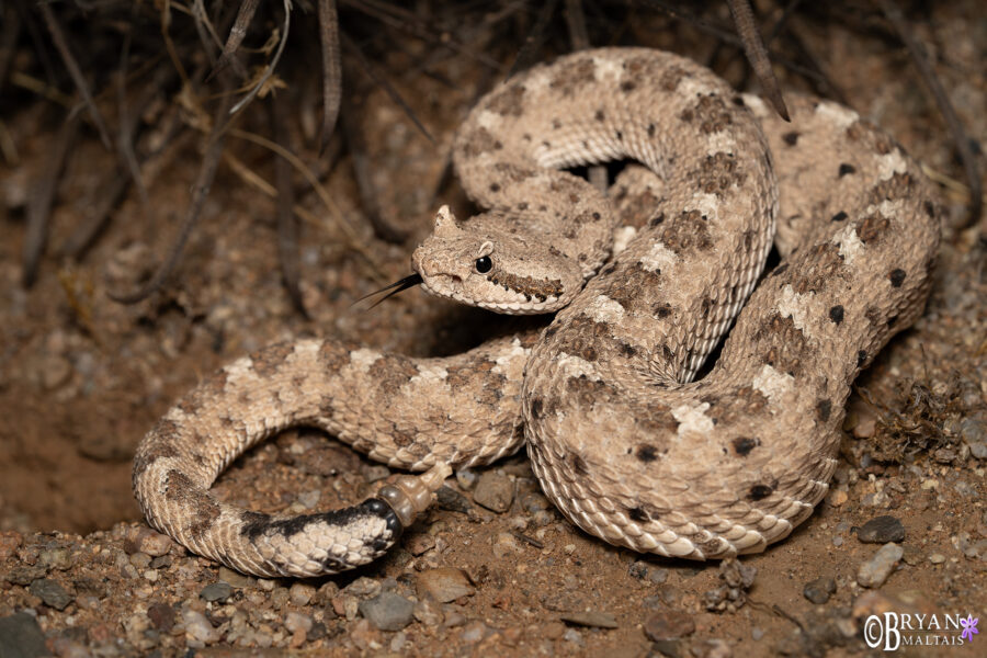 Sidewinder - Wildernessshots Photography