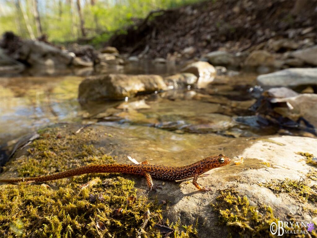 macro photography workshop missouri ozarks