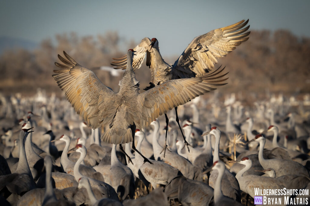 Bosque del Apache Photography Wildernessshots Photography