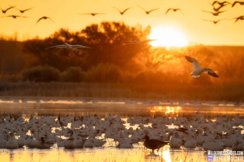 Bosque Del Apache Photography Workshop – Wildernessshots Photography