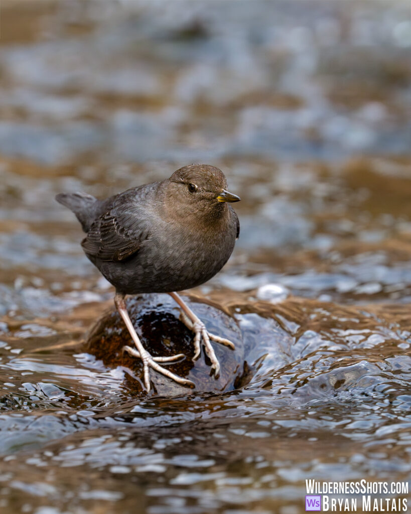 american dipper colorado wildlife photos vertical