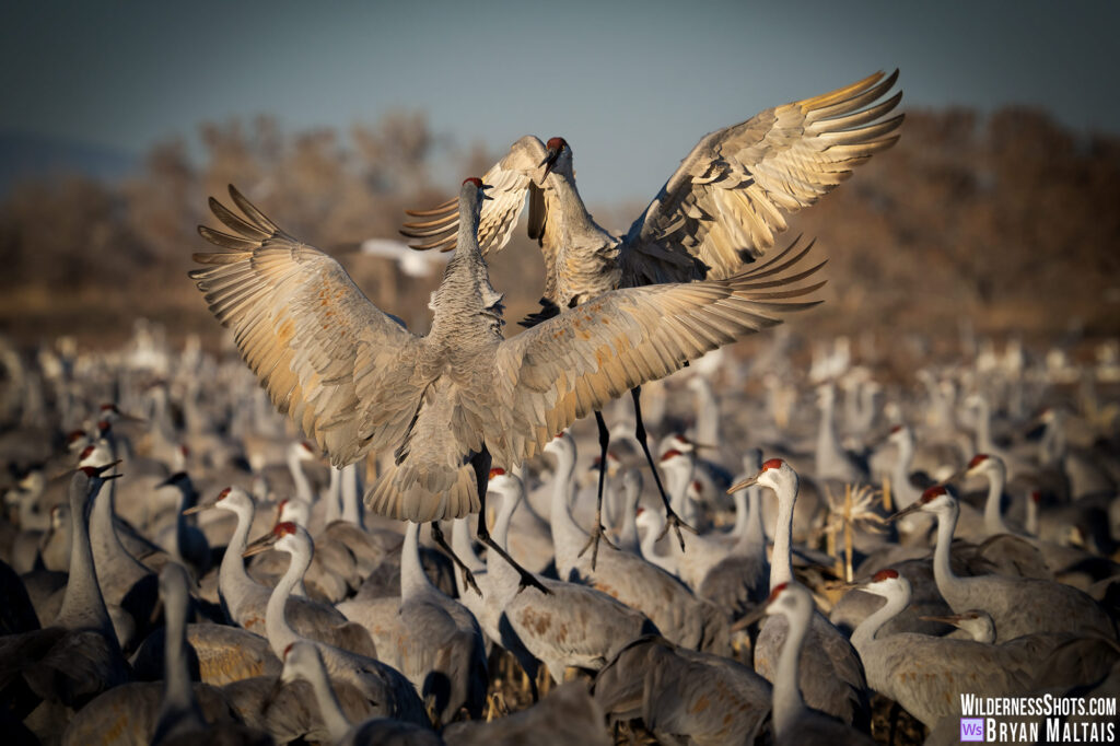 sandhill cranes sparring socorro nm bird photo print