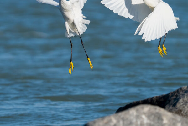 snowy egrets sparring photo print