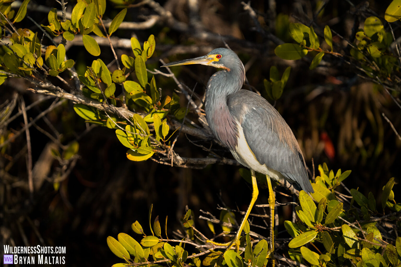 Tricolored Heron, Meritt Island, Florida photo print