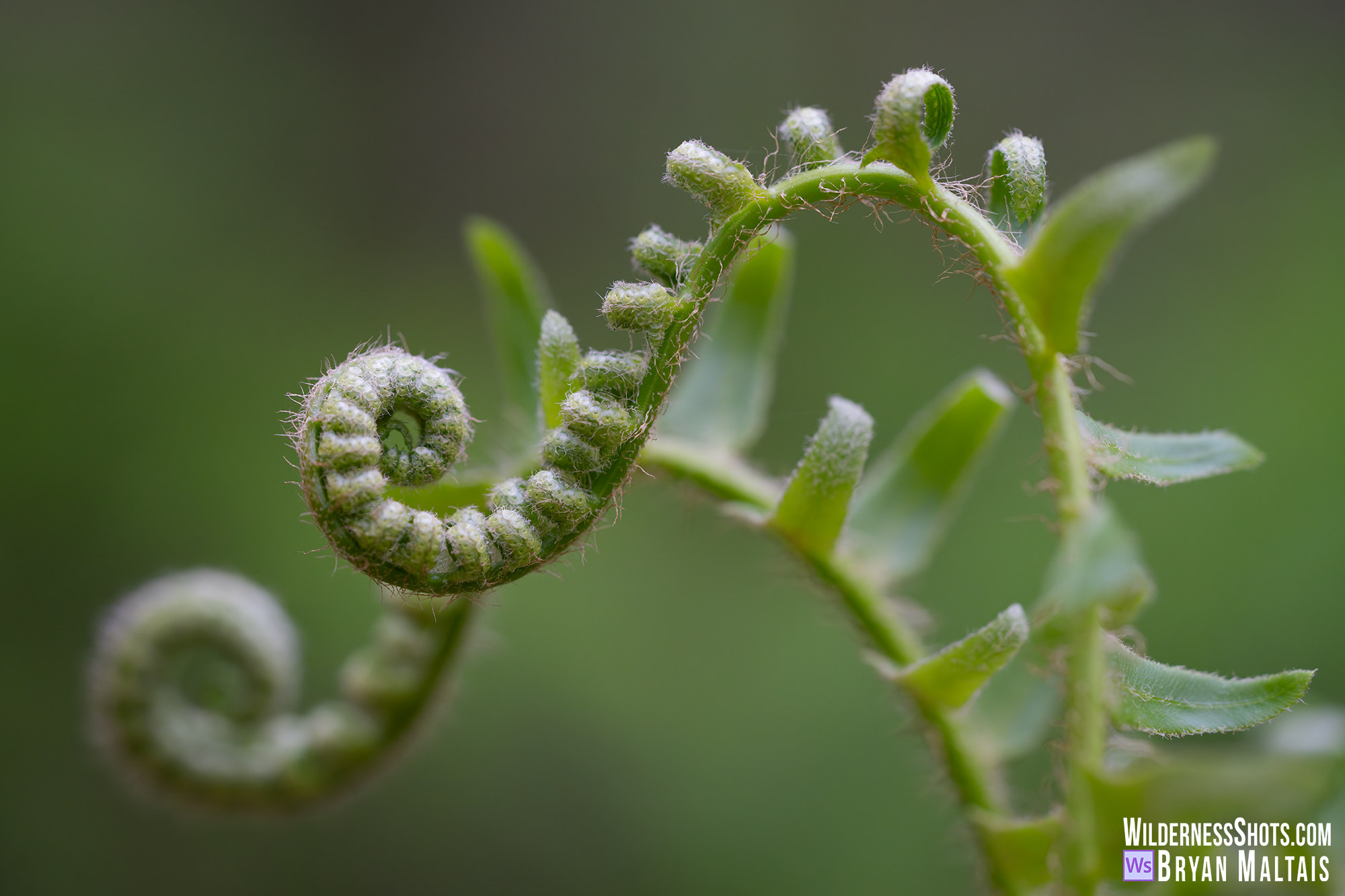 Fern Fiddleheads Unfurling Macro Photo Print Missouri