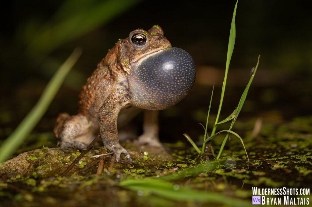 American Toad Calling Missouri Pond Photo Print