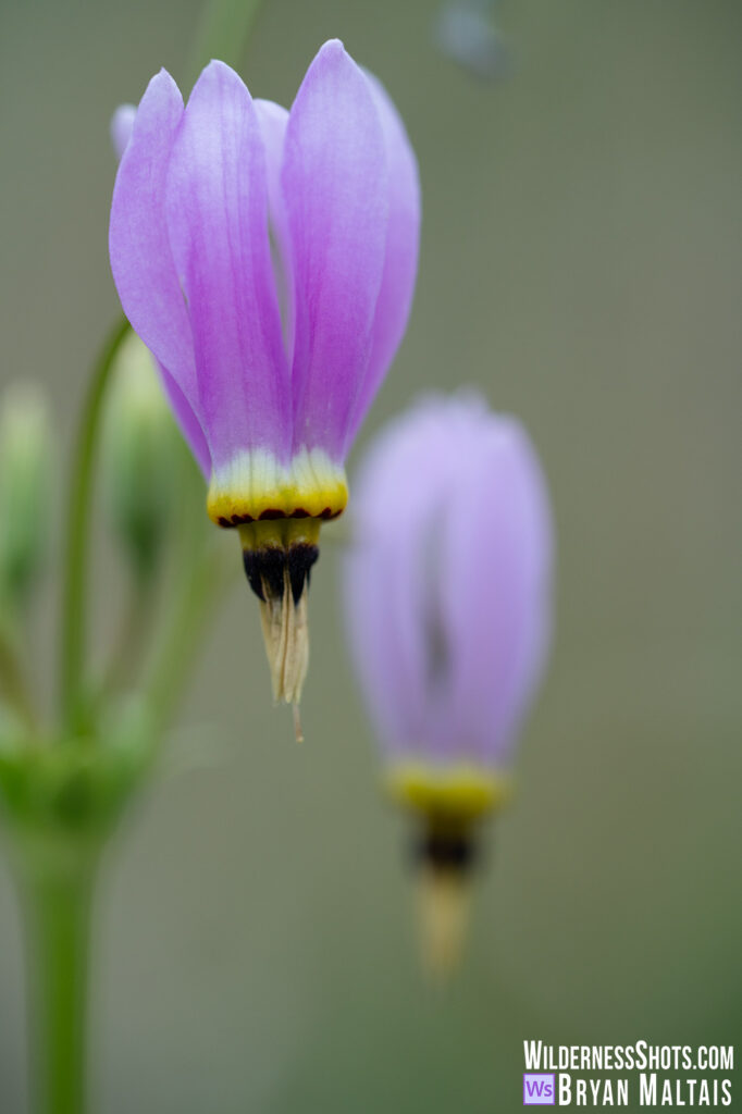 Eastern Shooting Star Missouri