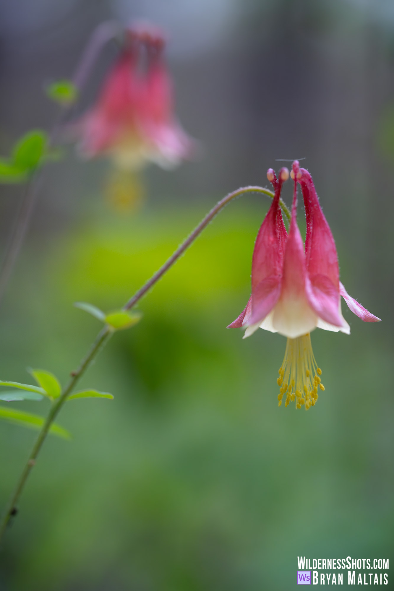 Eastern Red Columbine Pair, Missouri Photo Print