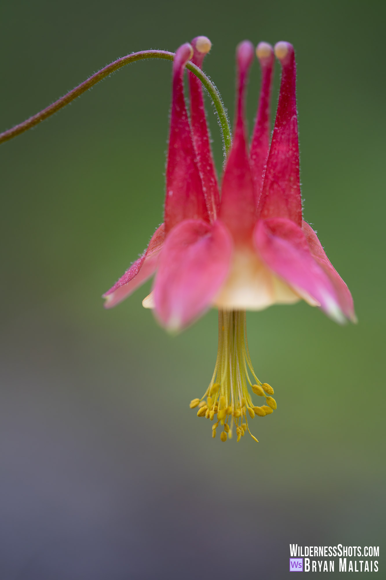 Eastern Red Columbine Missouri Photo Print3