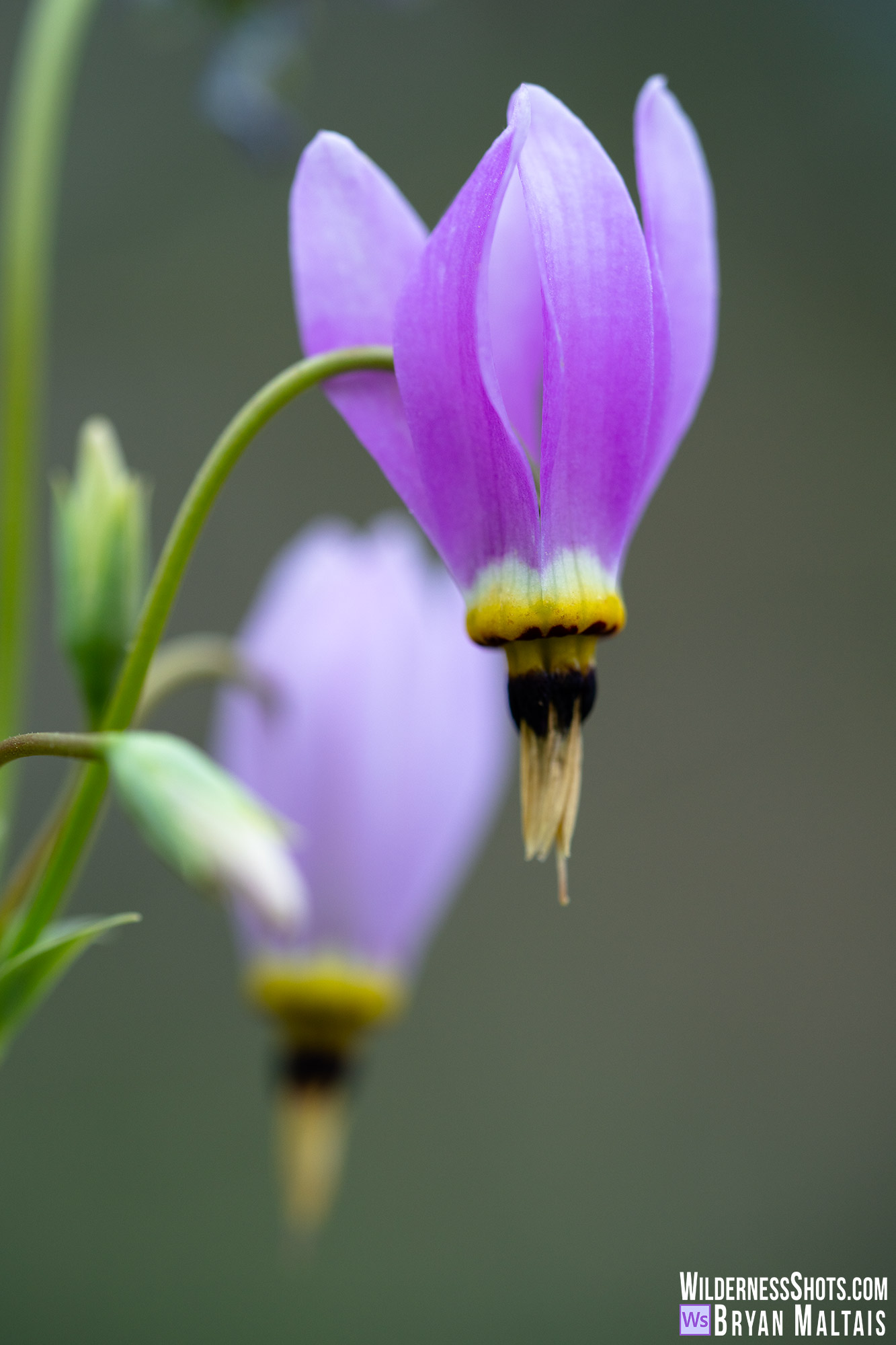 Eastern Shooting Star Missouri Photo Print